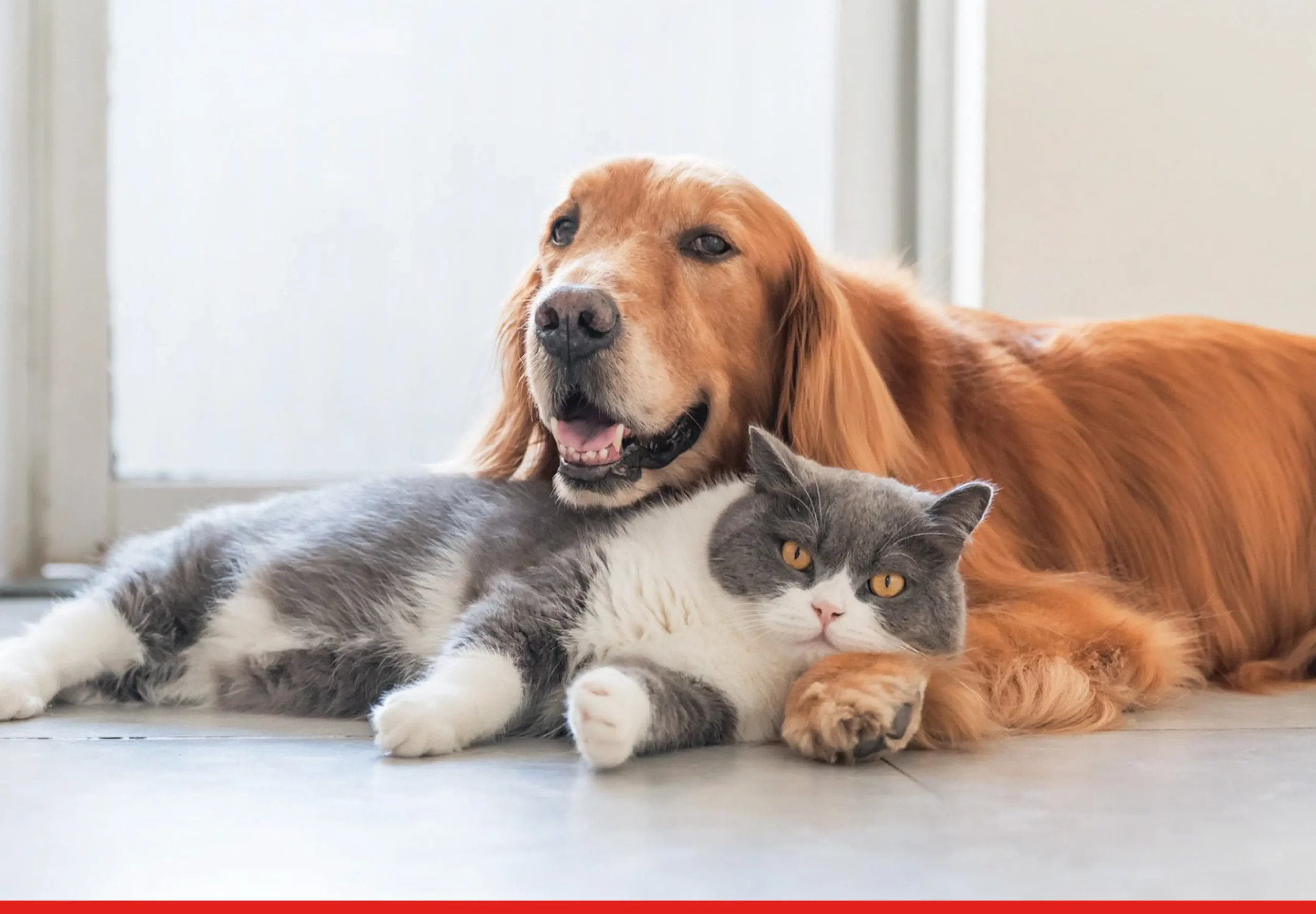 The Growing Pet Care Market in India