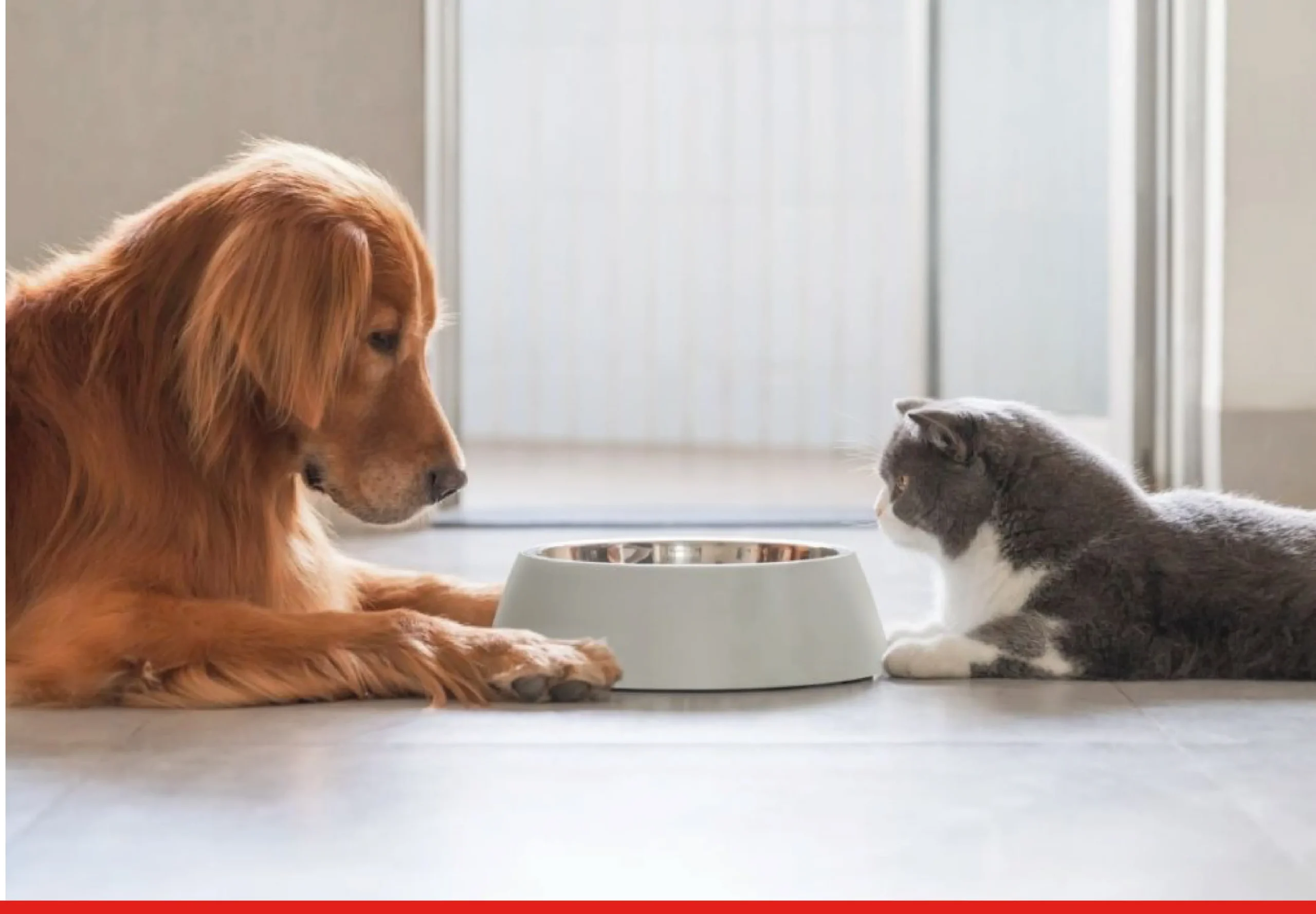 Understanding Pet Nutrition